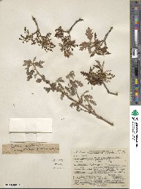 Quercus gambelii image