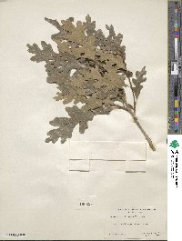 Quercus gambelii image