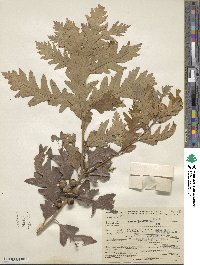 Quercus gambelii image