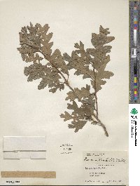 Quercus gambelii image