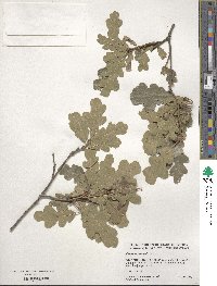 Quercus gambelii image