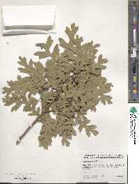 Quercus gambelii image