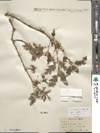 Quercus gambelii image