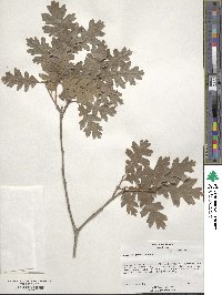 Quercus gambelii image