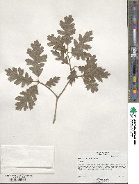 Quercus gambelii image