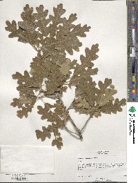 Quercus gambelii image