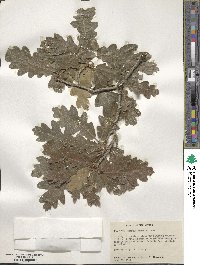 Quercus gambelii image