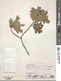 Quercus gambelii image