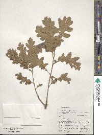 Quercus gambelii image