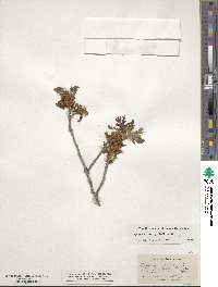 Quercus gambelii image