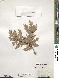 Quercus gambelii image