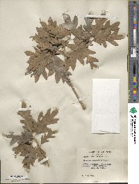 Quercus gambelii image