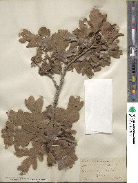 Quercus gambelii image