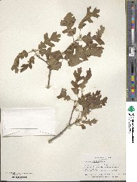 Quercus gambelii image