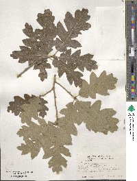 Quercus gambelii image