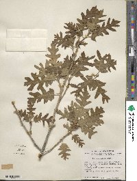 Quercus gambelii image