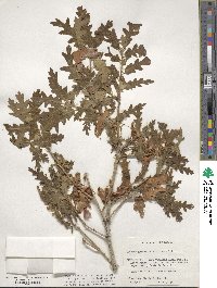 Quercus gambelii image