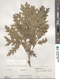 Quercus gambelii image