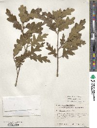 Quercus gambelii image