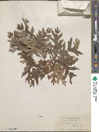 Quercus gambelii image