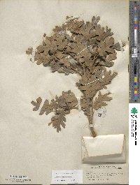 Quercus gambelii image