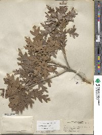 Quercus gambelii image