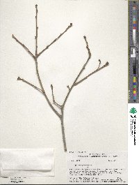 Quercus gambelii image