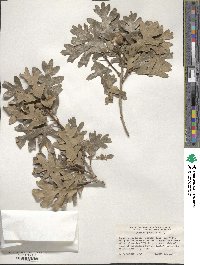 Quercus gambelii image