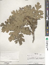 Quercus gambelii image