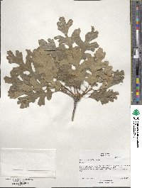 Quercus gambelii image