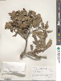 Quercus gambelii image