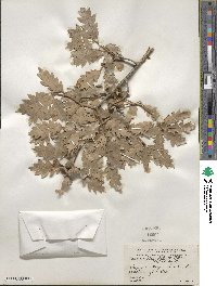 Quercus gambelii image