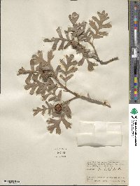 Quercus gambelii image