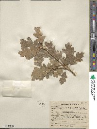 Quercus gambelii image