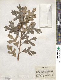 Quercus gambelii image