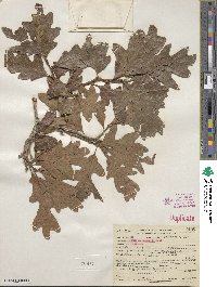 Quercus gambelii image