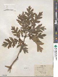 Quercus gambelii image