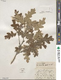 Quercus gambelii image