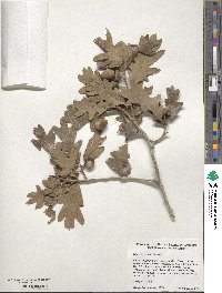 Quercus gambelii image