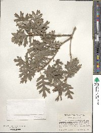 Quercus gambelii image