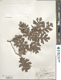 Quercus gambelii image