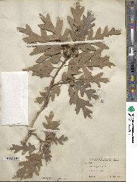 Quercus gambelii image