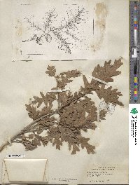 Quercus gambelii image