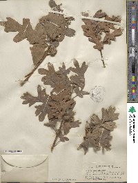 Quercus gambelii image