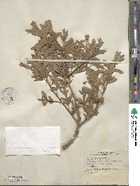 Quercus gambelii image