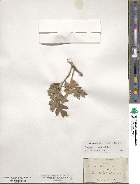 Quercus gambelii image