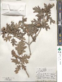 Quercus gambelii image