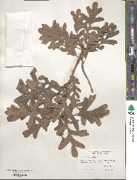 Quercus gambelii image