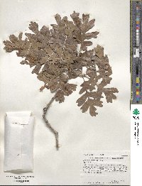 Quercus gambelii image