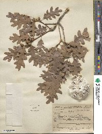 Quercus gambelii image